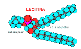 llecitina.gif (16201 bytes)